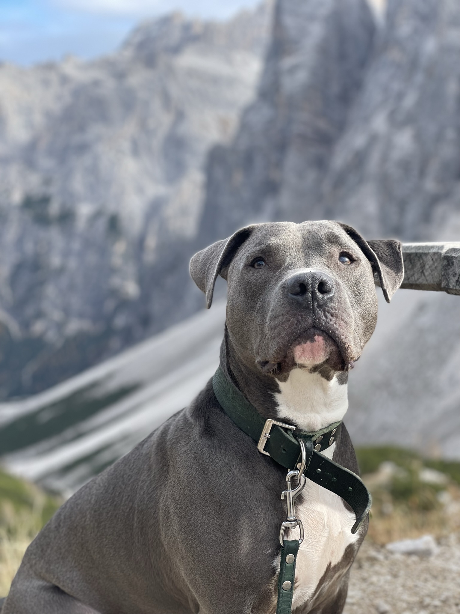 Urlaub mit Hund in der Zillertal Arena